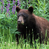 A bear hunts for food in a yard. Photo by mazwebs/sxc.hu.