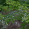 Fennel that has flowered and set seed (bolted).  Photo by Erica Glasener.