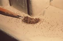 drywood termite droppings