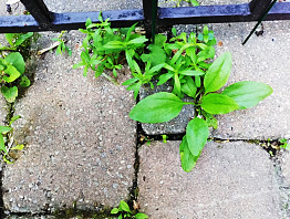 Weeds between pavers BEFORE/Laura Firszt