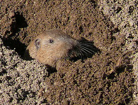 A gopher emerges from his hole. (Photo: goingslo/Flickr)