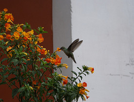 A hummingbird visits a flower. (magicmonkey/Flickr)
