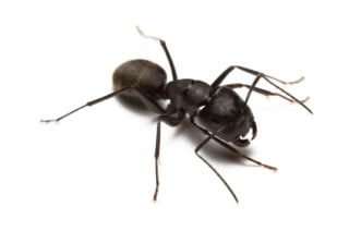 carpenter ant