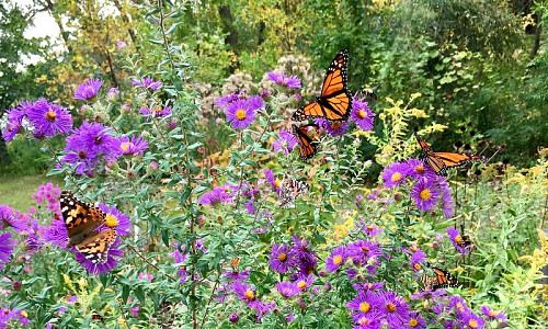 Butterfly garden  Laura Bernhardt / flickr   