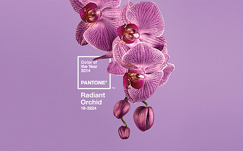 Pantone's Radiant Orchid