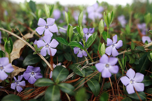 Vinca, also known as periwinkel vine. Photo by Forestwander Nature Photography/Wikimedia Commons. 