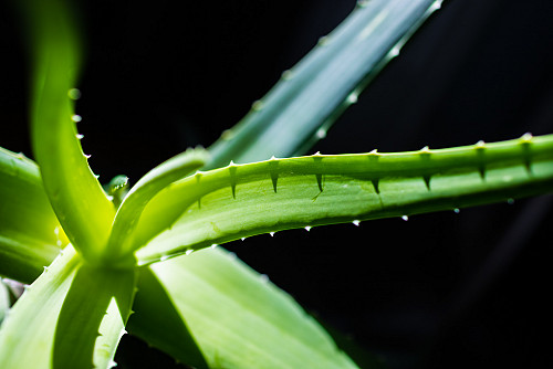 Aloe vera  spurekar / flickr  