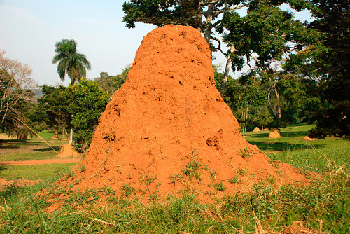 Giant ant hill  floschen / flickr  
