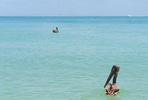 Cleaned pelicans released back into the wild in Pensacola. Photo by USFWS Headquarters.