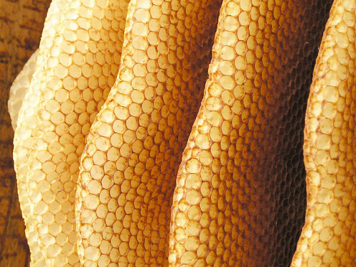 Honeycomb from a Warre hive. Photo: Maja Dumat/Flickr