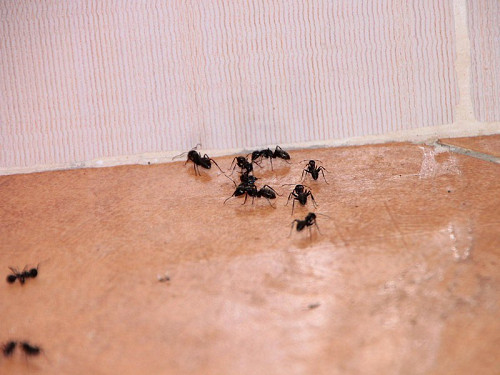 House-invading ants  Emilian Robert Vicol / flickr  