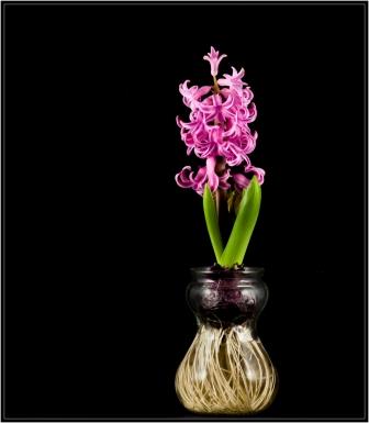 Forcing a hyacinth bulb  Paul VanDerWerf / flickr  