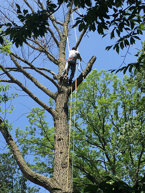 Huge oak tree removal