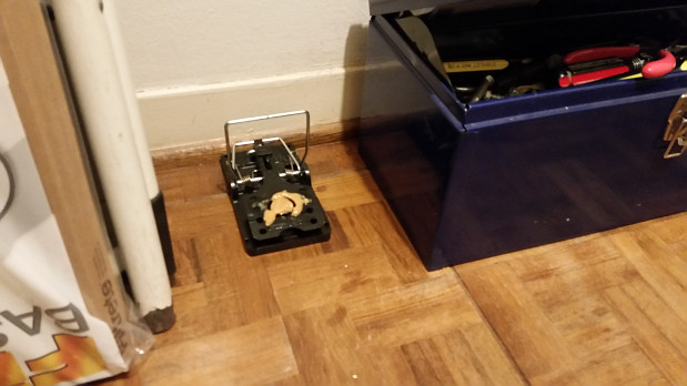 Mouse trap baited with peanut butter