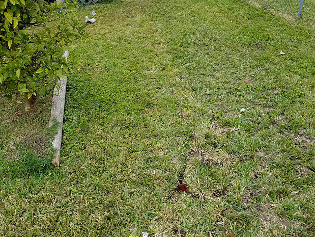 Yard after gas line replacement